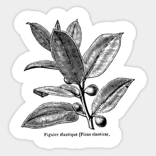 Ficus elastica (Rubber Tree) - Black Print